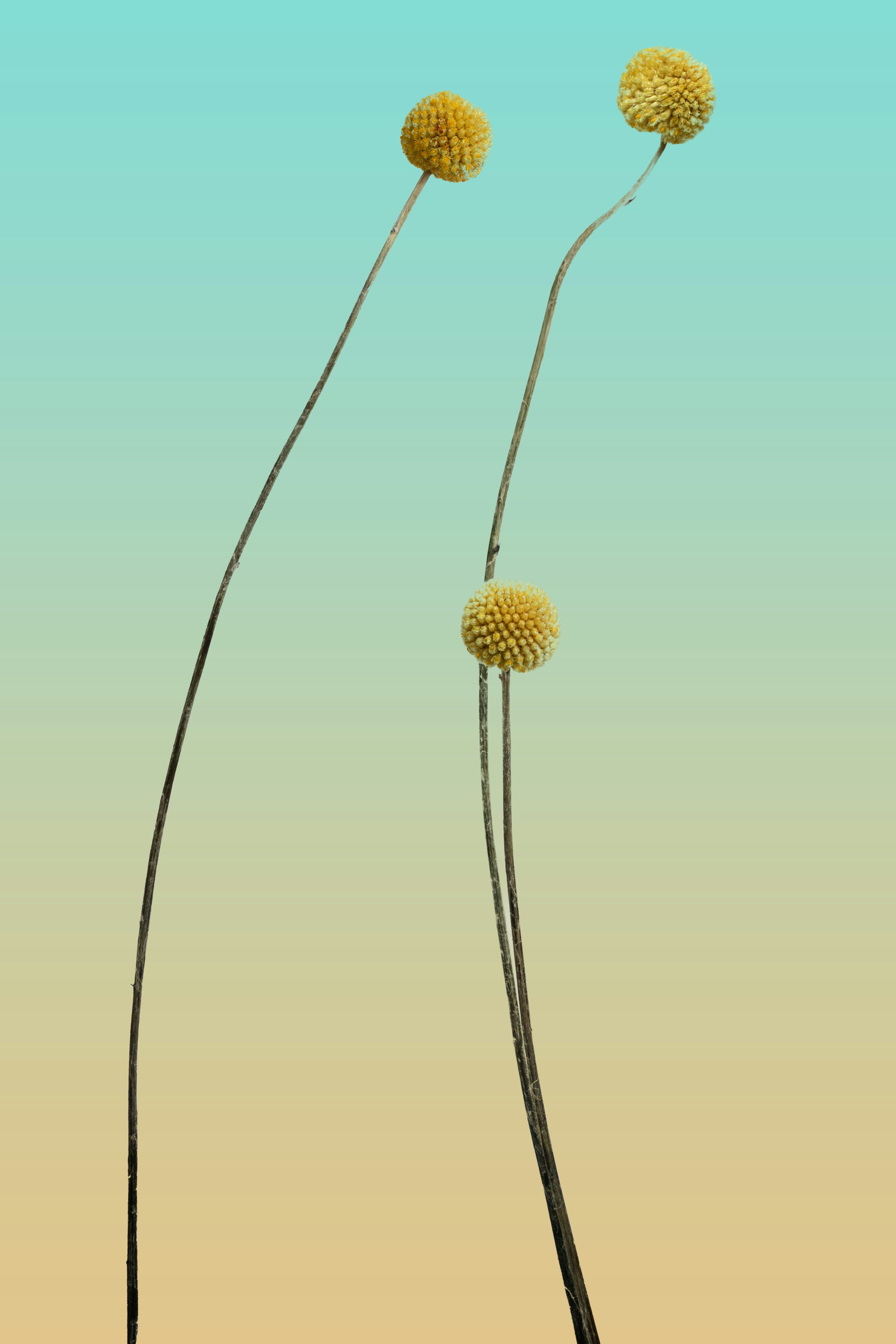 Three yellow flowers on thin stems against a gradient background